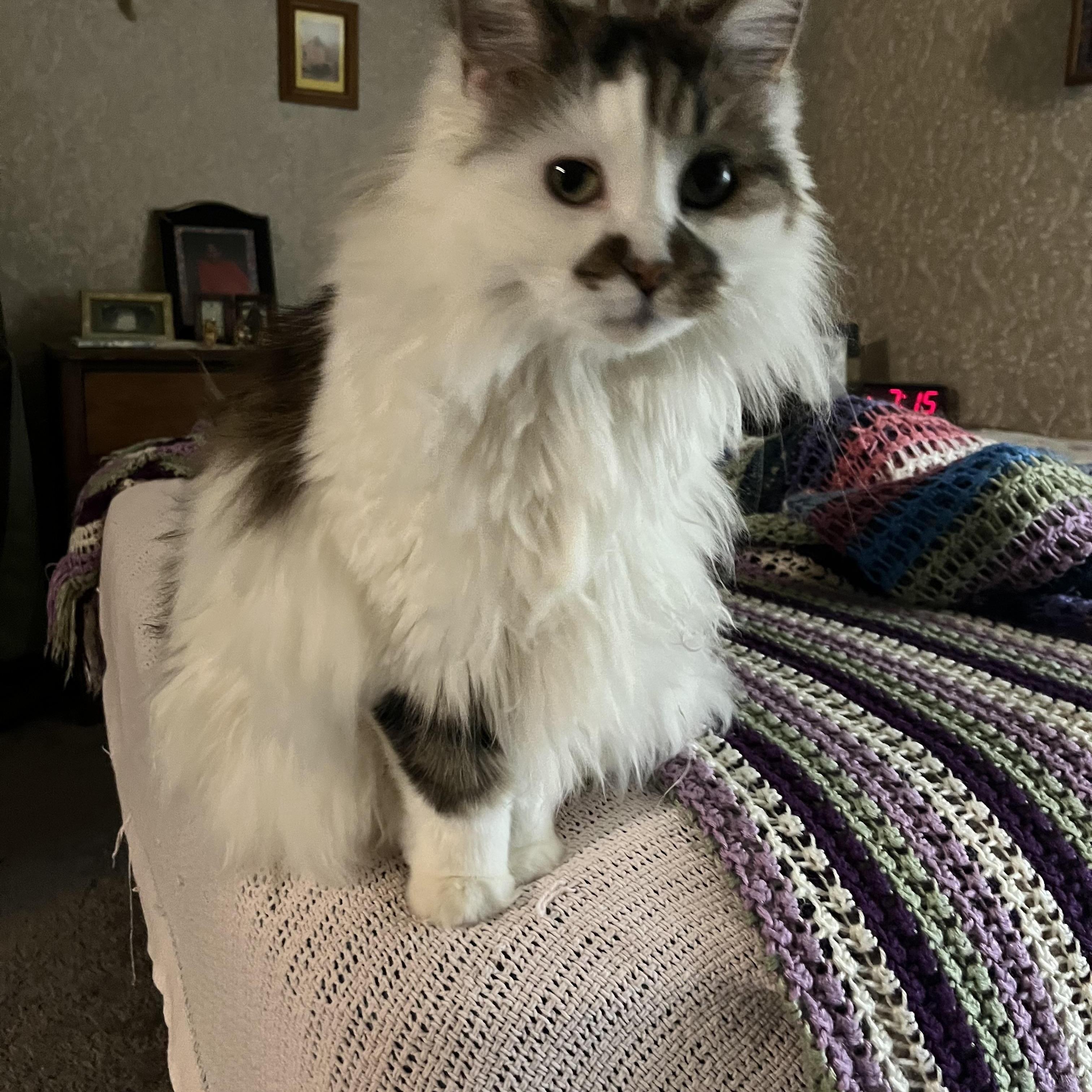 Lil’ Bit & Smokey photo 1