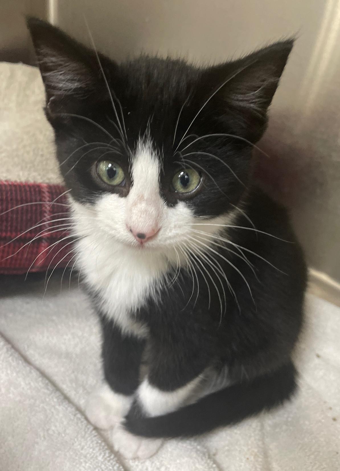 A baby small-sized male White Domestic Medium Hair cat named Thurston for adoption in Neillsville, WI