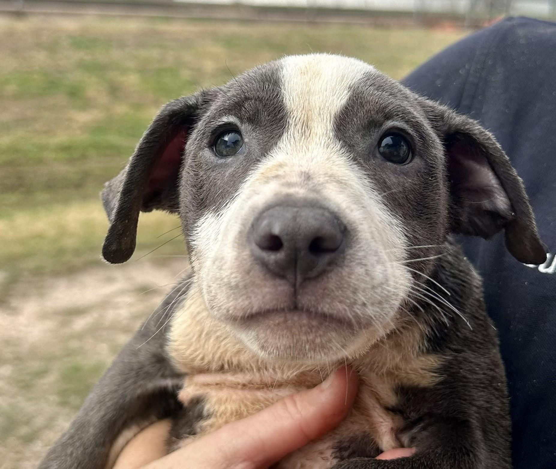 A baby medium-sized male American Staffordshire Terrier dog named Truffle On Hold for adoption in Edna, TX