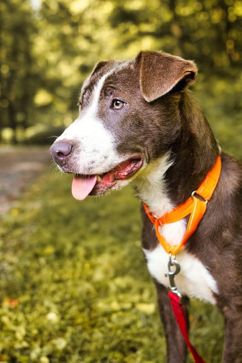 A baby medium-sized female Gray / Blue / Silver Pit Bull Terrier dog named Cinder for adoption in Grafton, WV