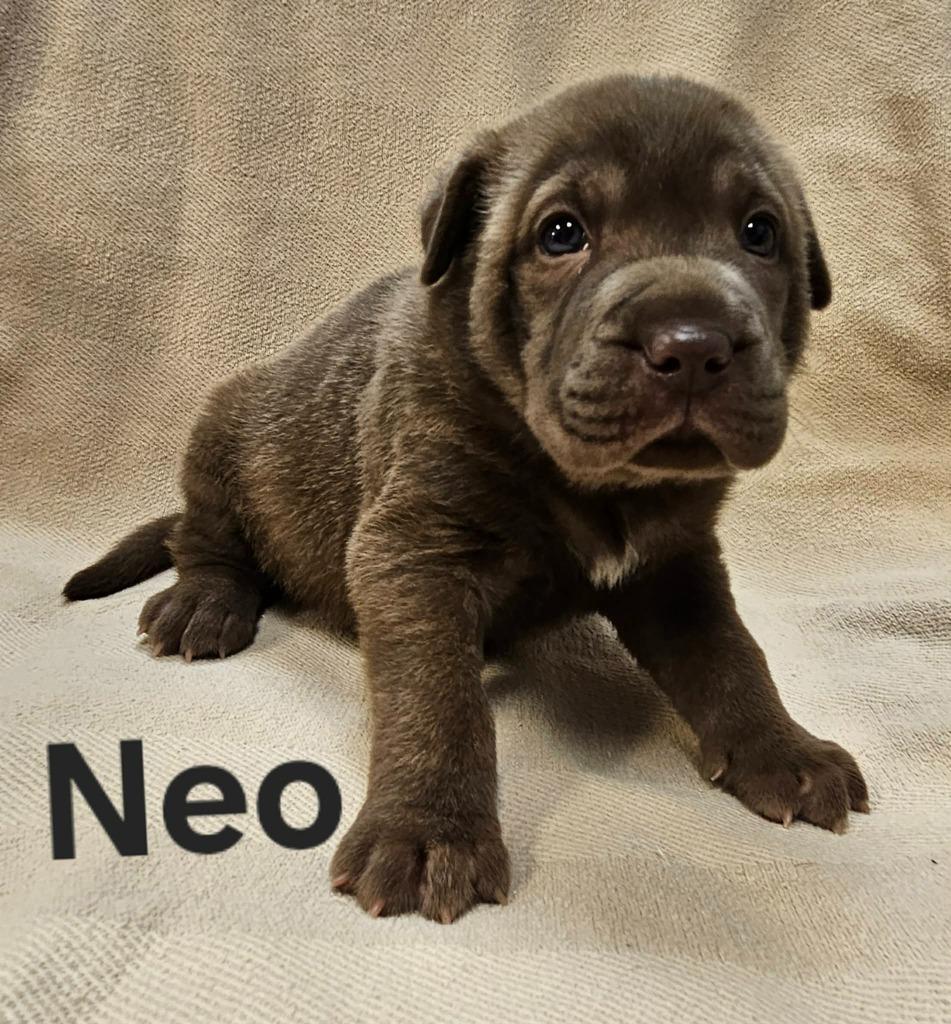 Neo