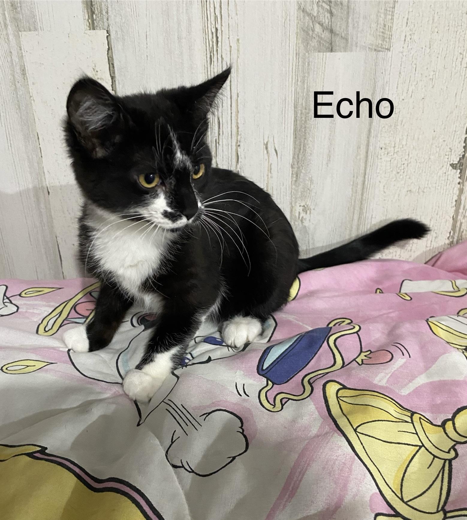 Echo Extremely Sweet