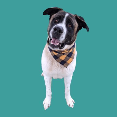 Copernicus Urgent! Longtime