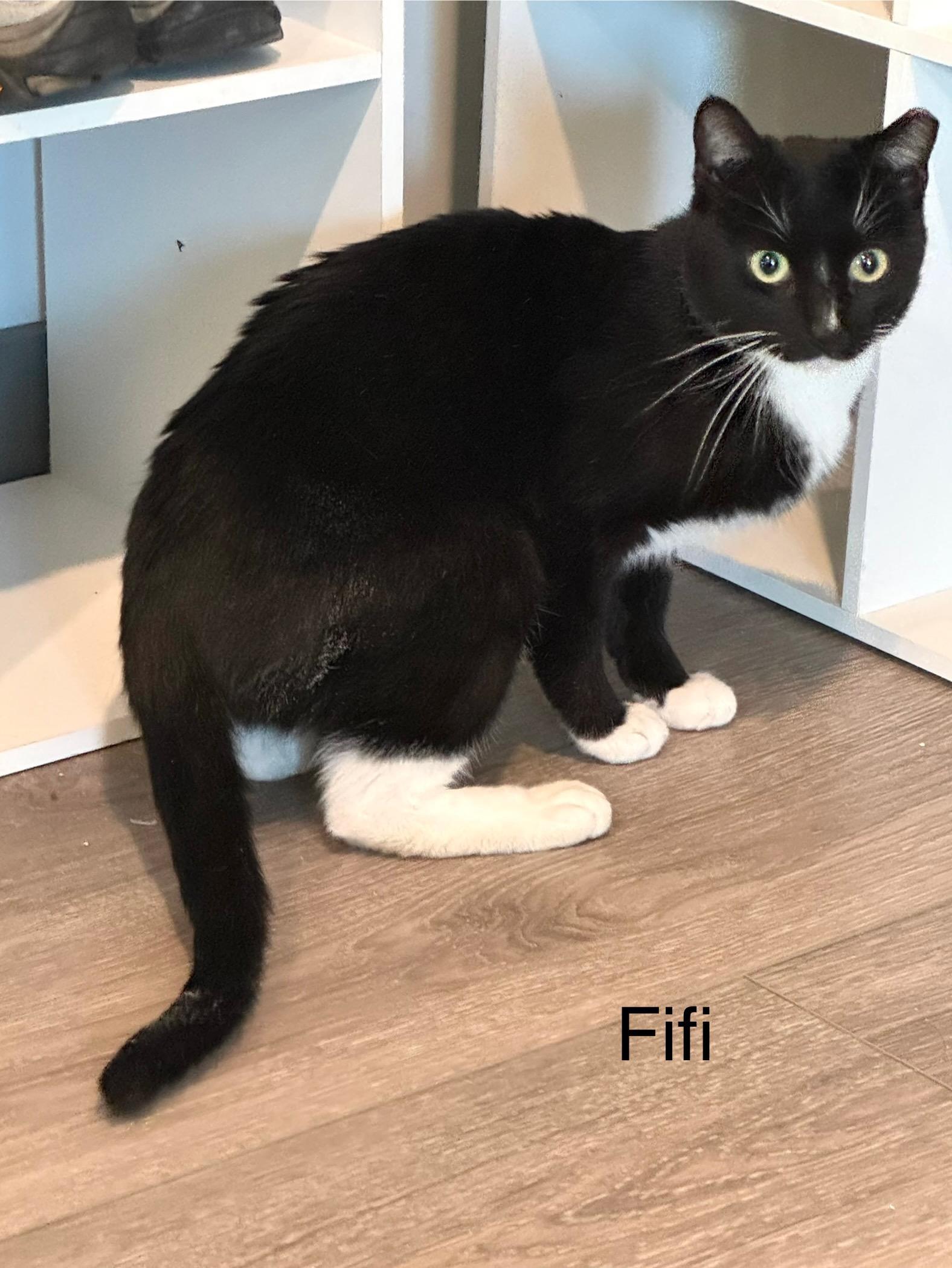 Fifi