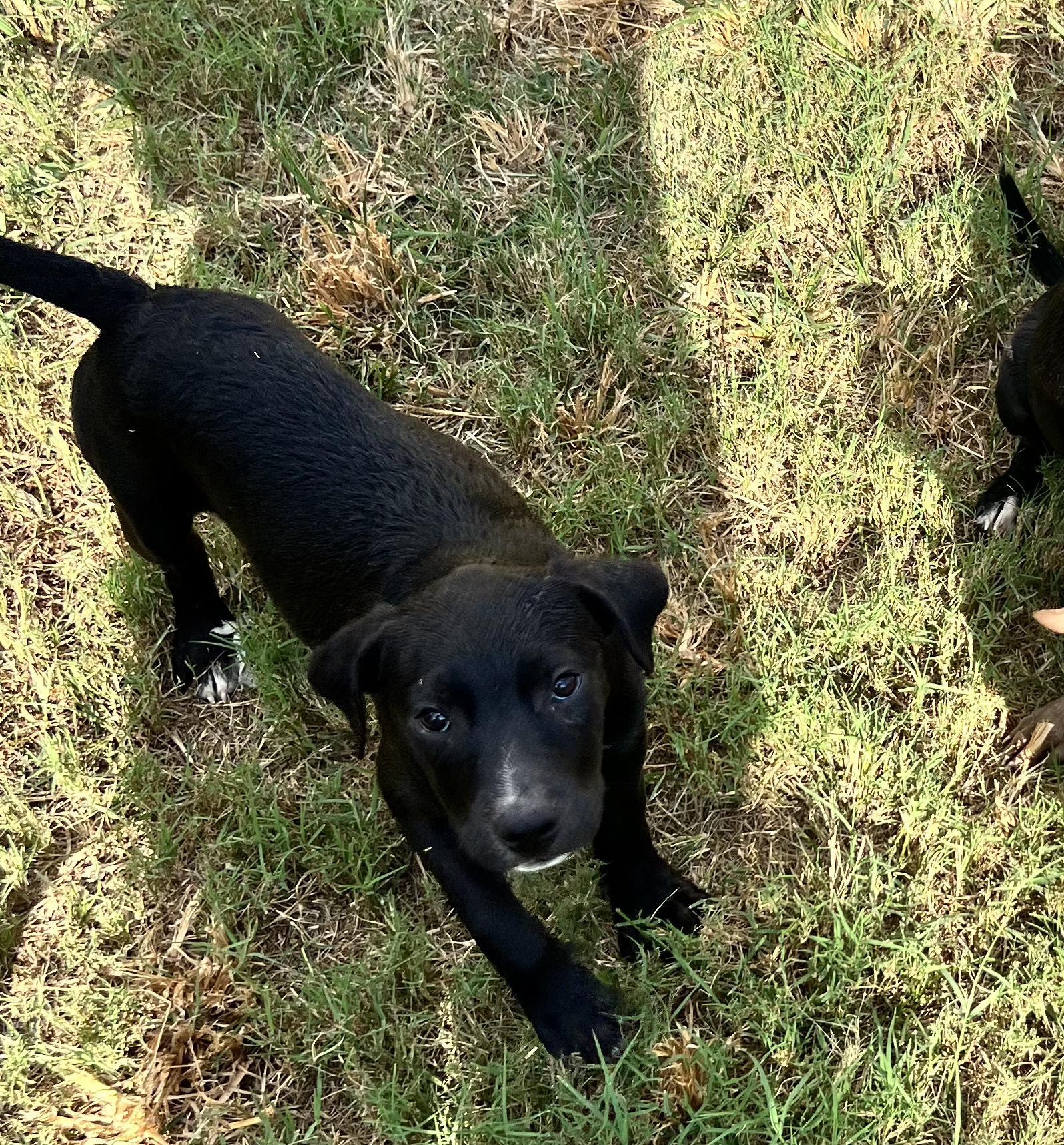 A baby small-sized male Black Mixed Breed dog named Crunch for adoption in Longview, TX