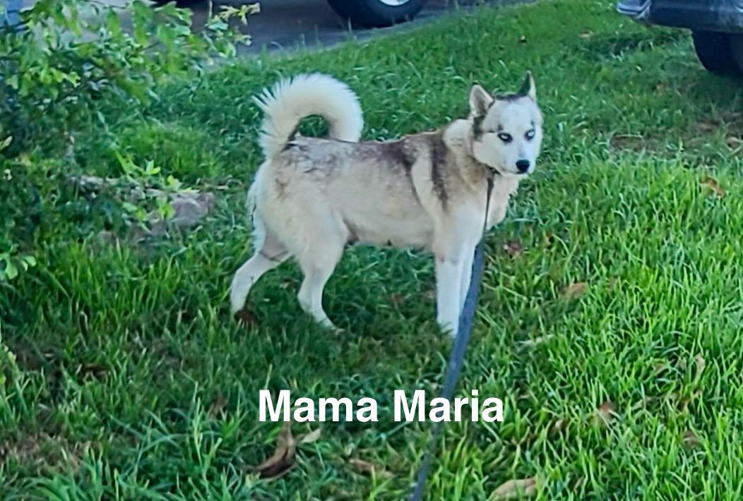 An adult medium-sized female Siberian Husky dog named Mama Maria for adoption in Sumter, SC