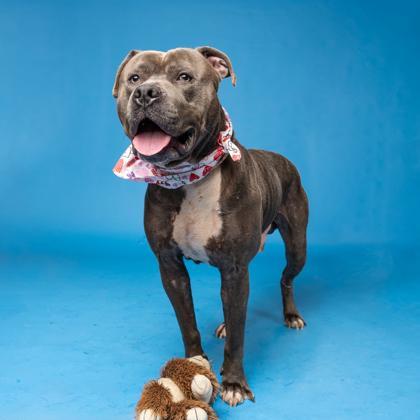 An adult large-sized male Mixed Breed dog named Paul for adoption in Atlanta, GA