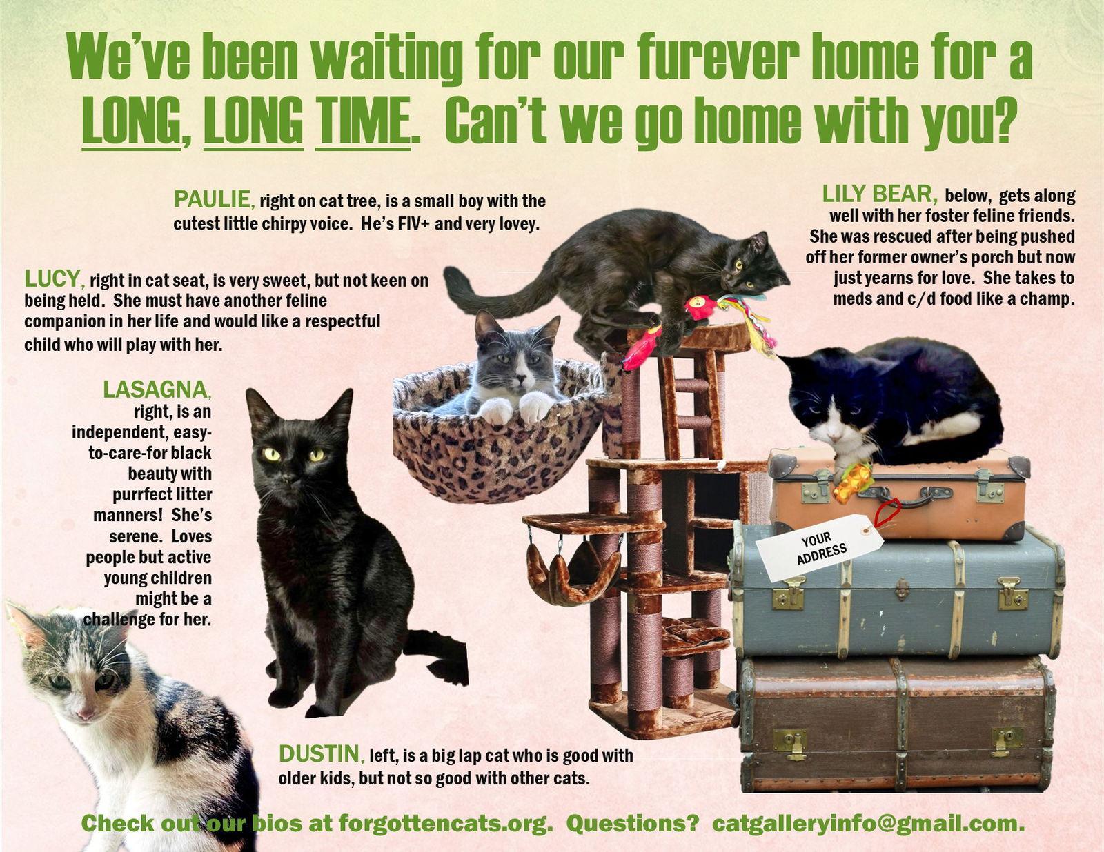 An adult medium-sized female Domestic Short Hair cat named Longer Timers Part : for adoption in Greenville, DE