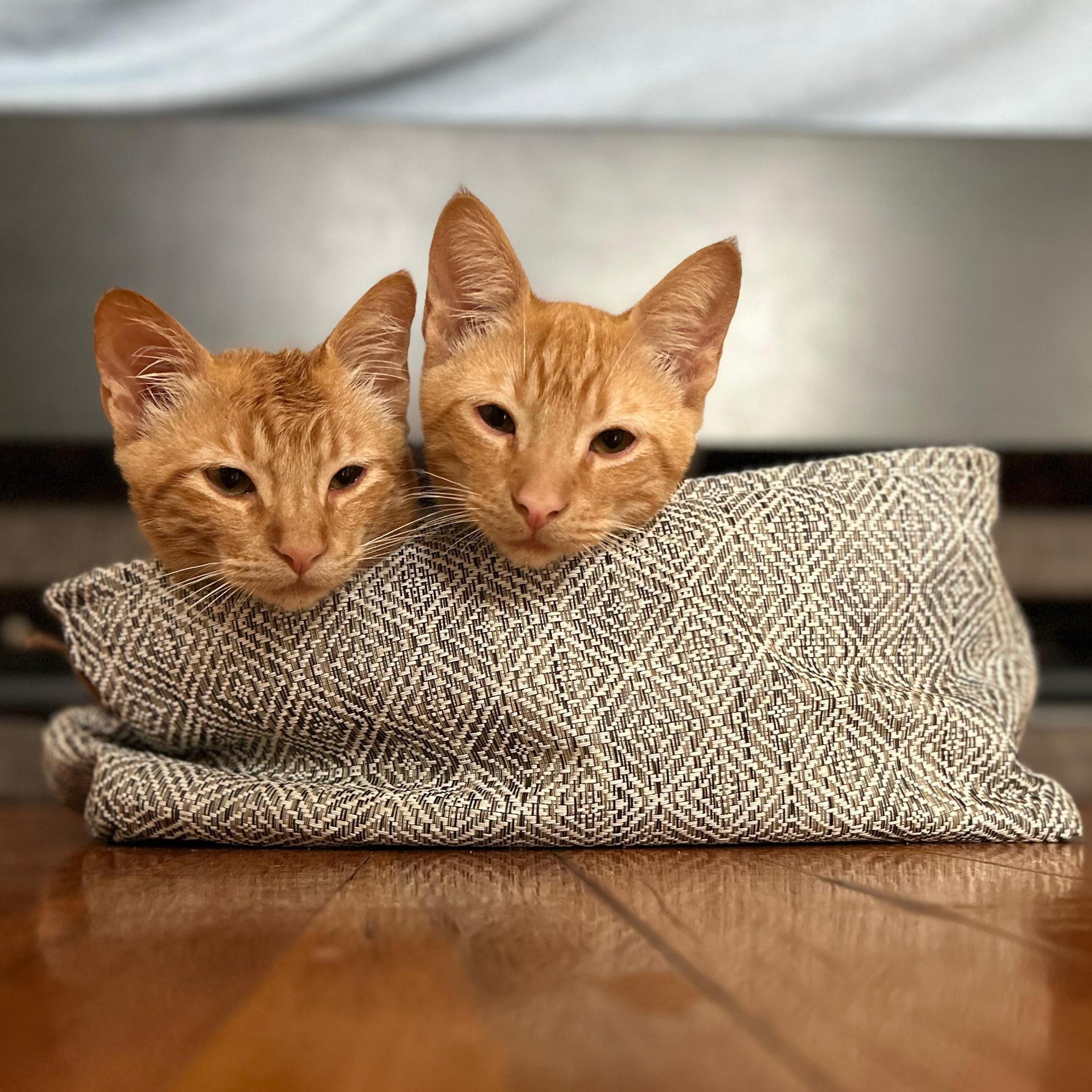 Cider And Flannel photo 1