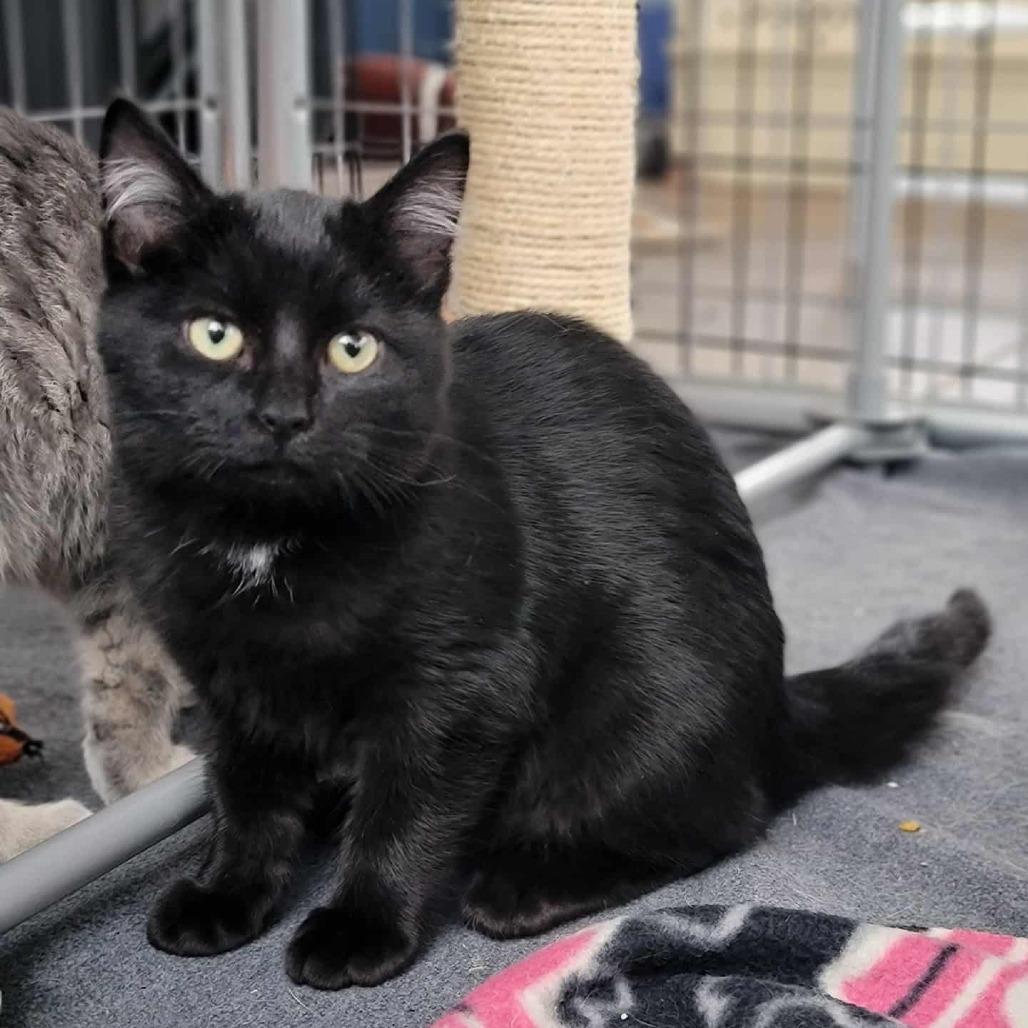 A baby small-sized female Black Domestic Medium Hair cat named Jo In Street for adoption in Alexandria, VA