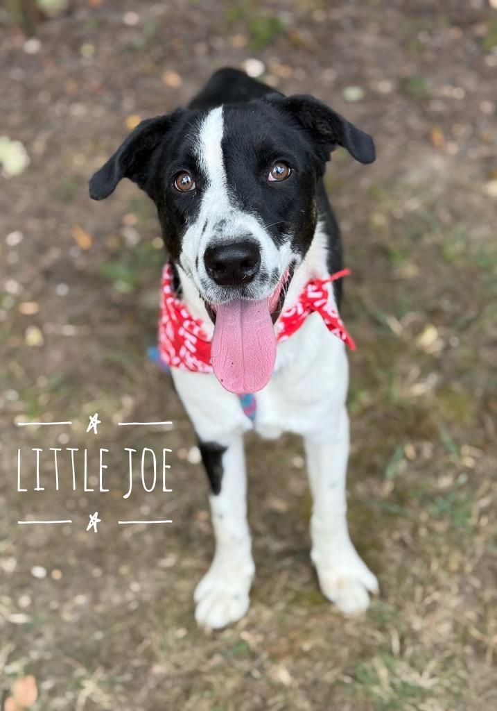 Little Joe