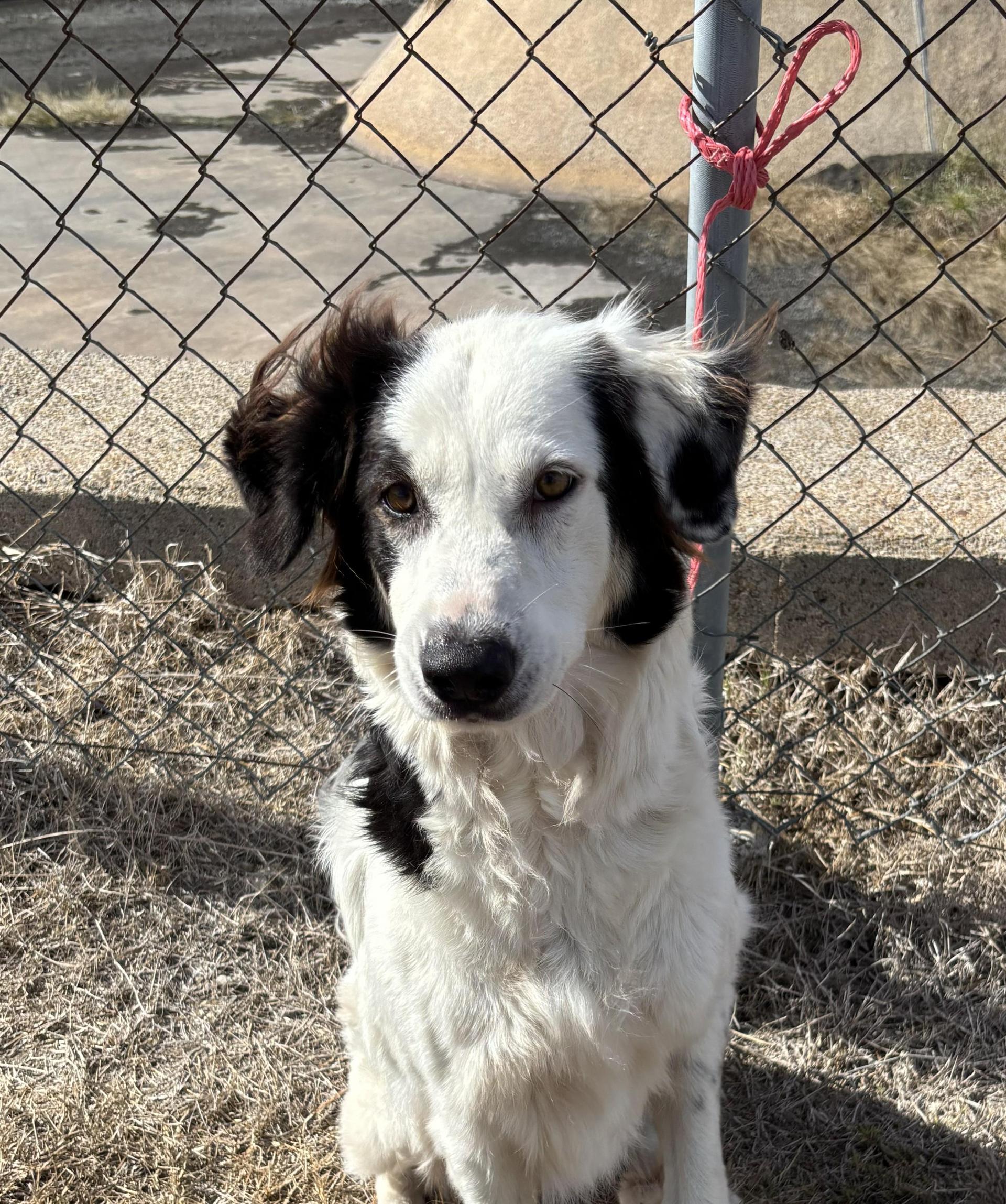 An adult medium-sized female Border Collie dog named Bella for adoption in Edna, TX