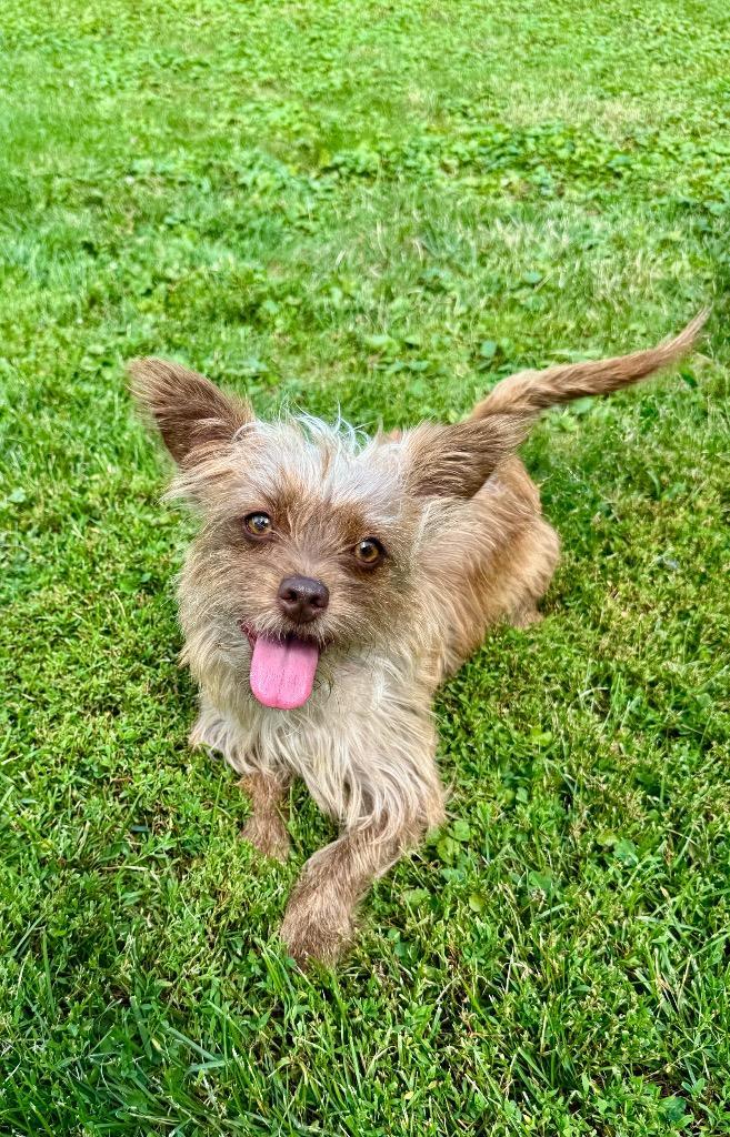 An adult small-sized female Yorkshire Terrier dog named Mellie for adoption in Shorewood, IL