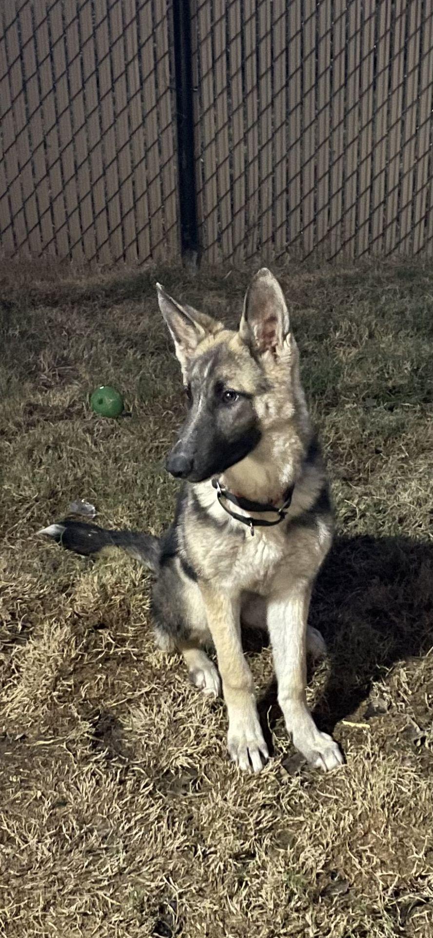A baby large-sized female Tricolor (Brown, Black, & White) German Shepherd Dog dog named Luna for adoption in Greeneville , TN