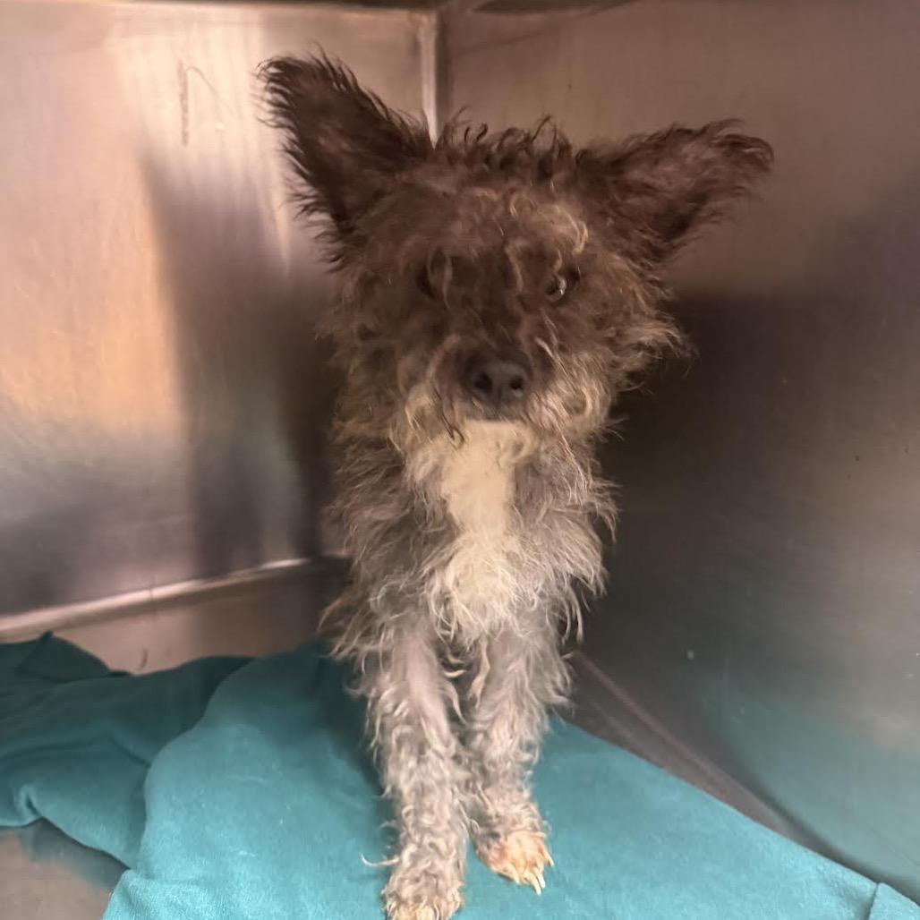 Sweet Potato Casserole