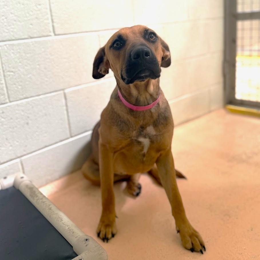 A young medium-sized female Mastiff dog named Silvie for adoption in El Paso, TX