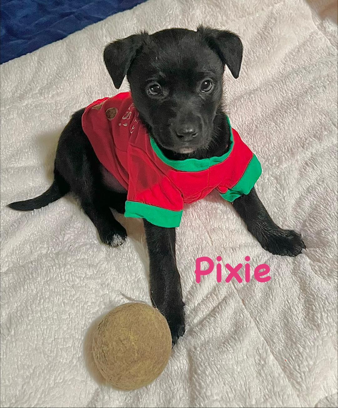 Pixie