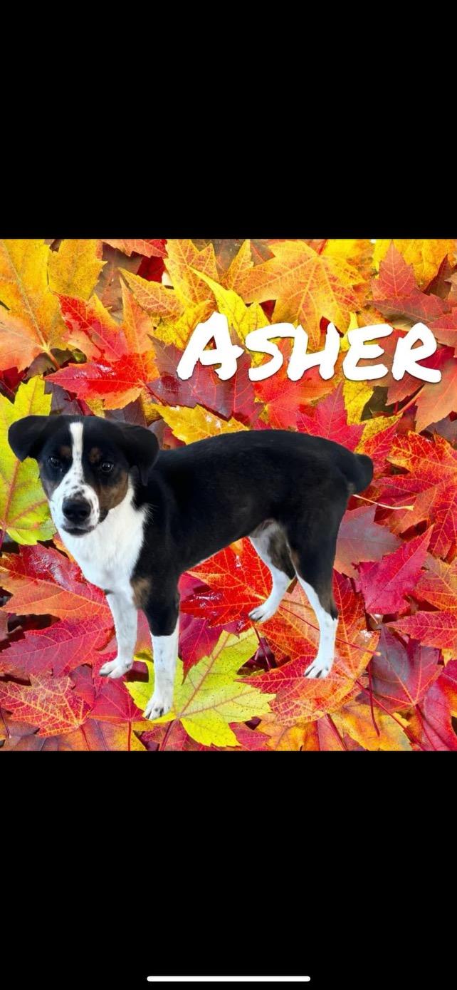 Asher