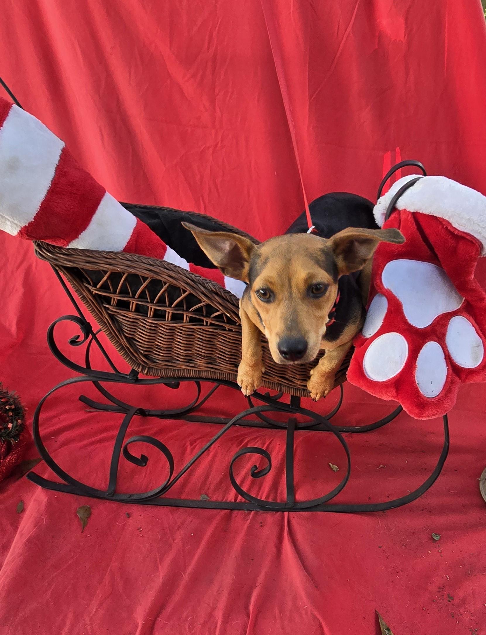 A young small-sized male Brown / Chocolate Dachshund dog named Jerino Wat for adoption in Missouri City, TX