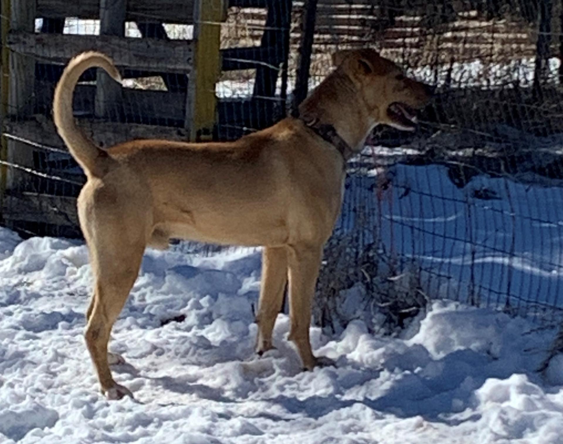 A young large-sized male Golden Labrador Retriever dog named Jupiter for adoption in Chinle, AZ