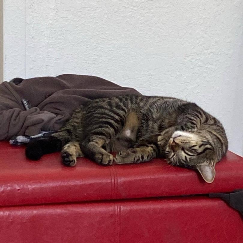 An adult medium-sized female Tabby (Brown / Chocolate) Tabby cat named Epponnee Rae for adoption in Miami, FL