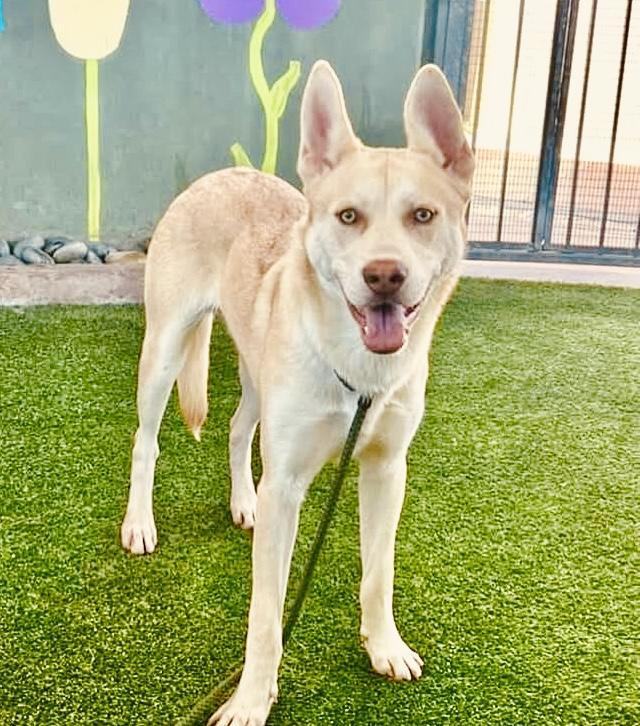 An adult large-sized male White / Cream White German Shepherd dog named Kai Wonderful Loving for adoption in Los Angeles, CA