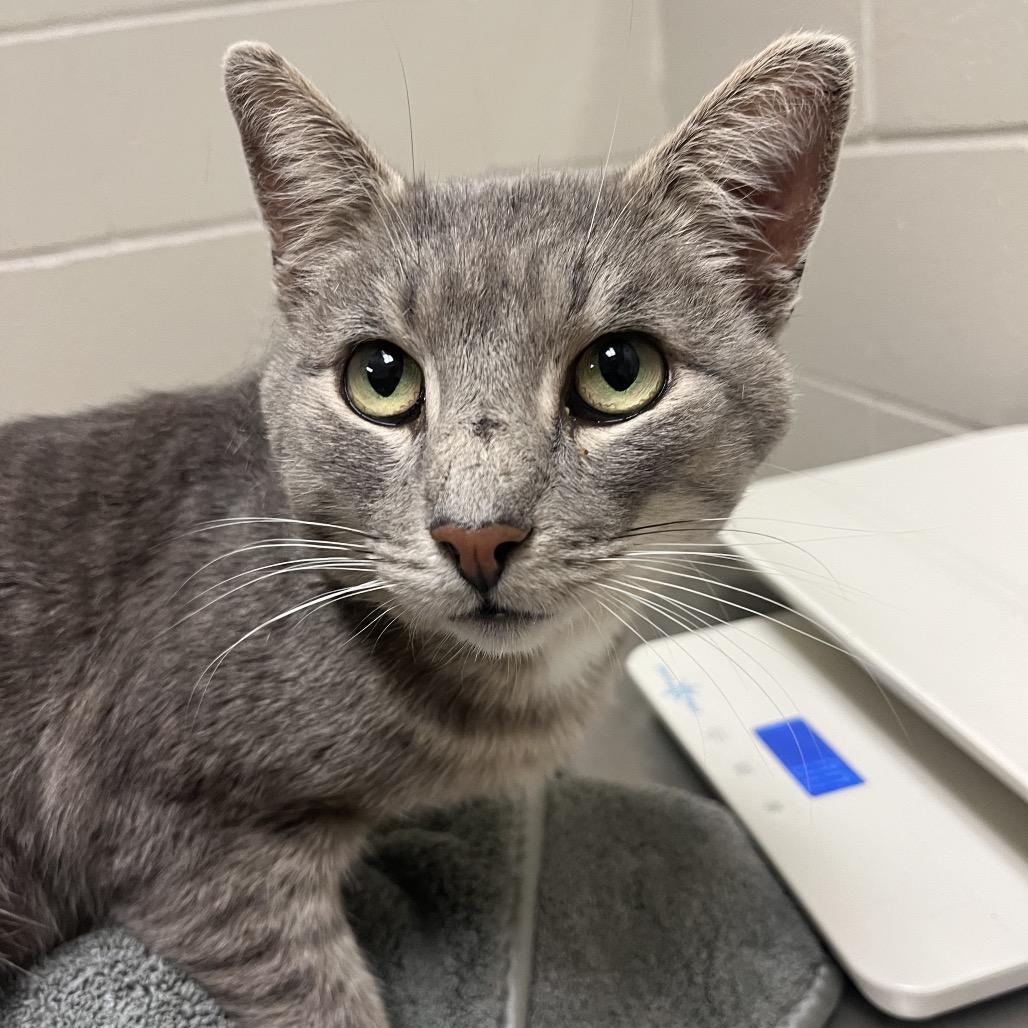 An adult medium-sized male Gray / Blue / Silver Domestic Short Hair cat named Times New Roman Visit for adoption in Bristol, IN
