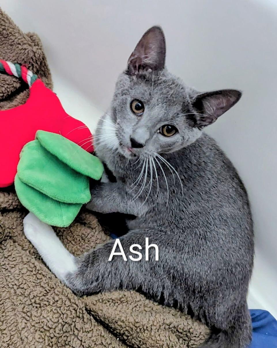 Ash