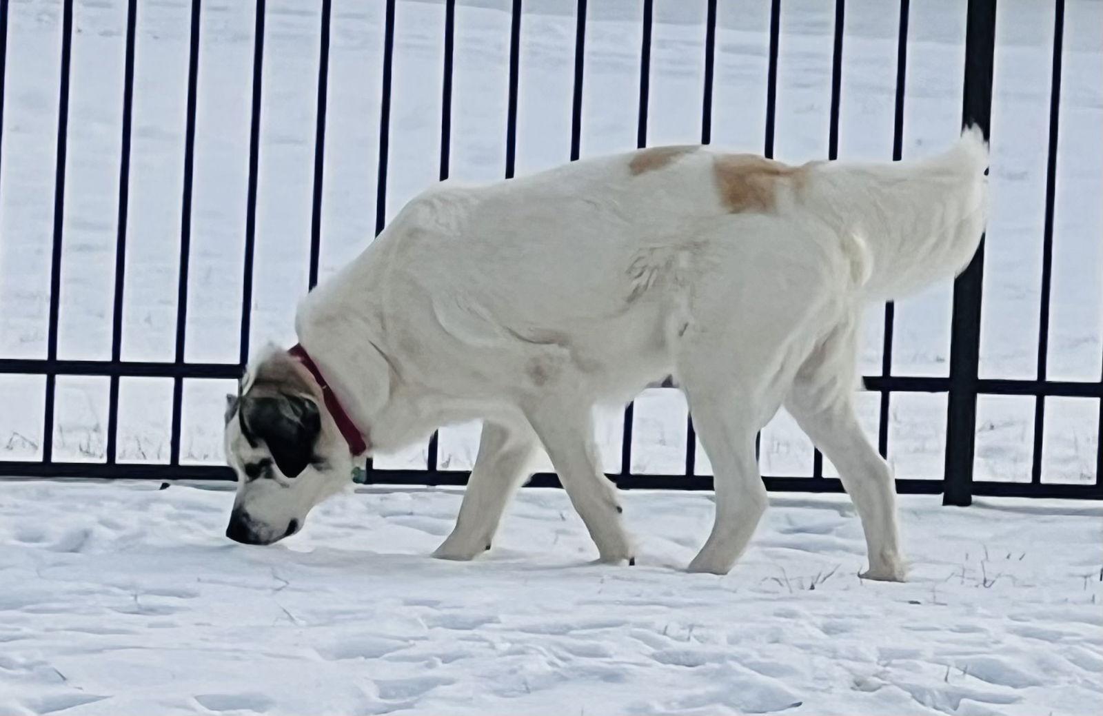 An adult extra large-sized male Great Pyrenees dog named Cloud for adoption in Livonia, MI