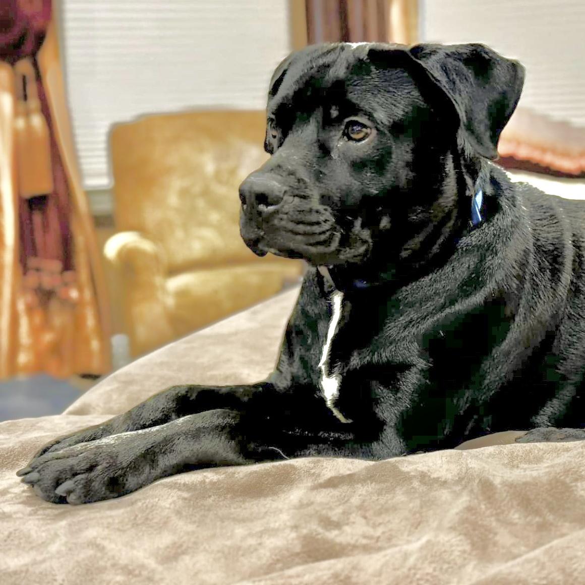 An adult large-sized male Black Labrador Retriever dog named Gio for adoption in Longview, TX