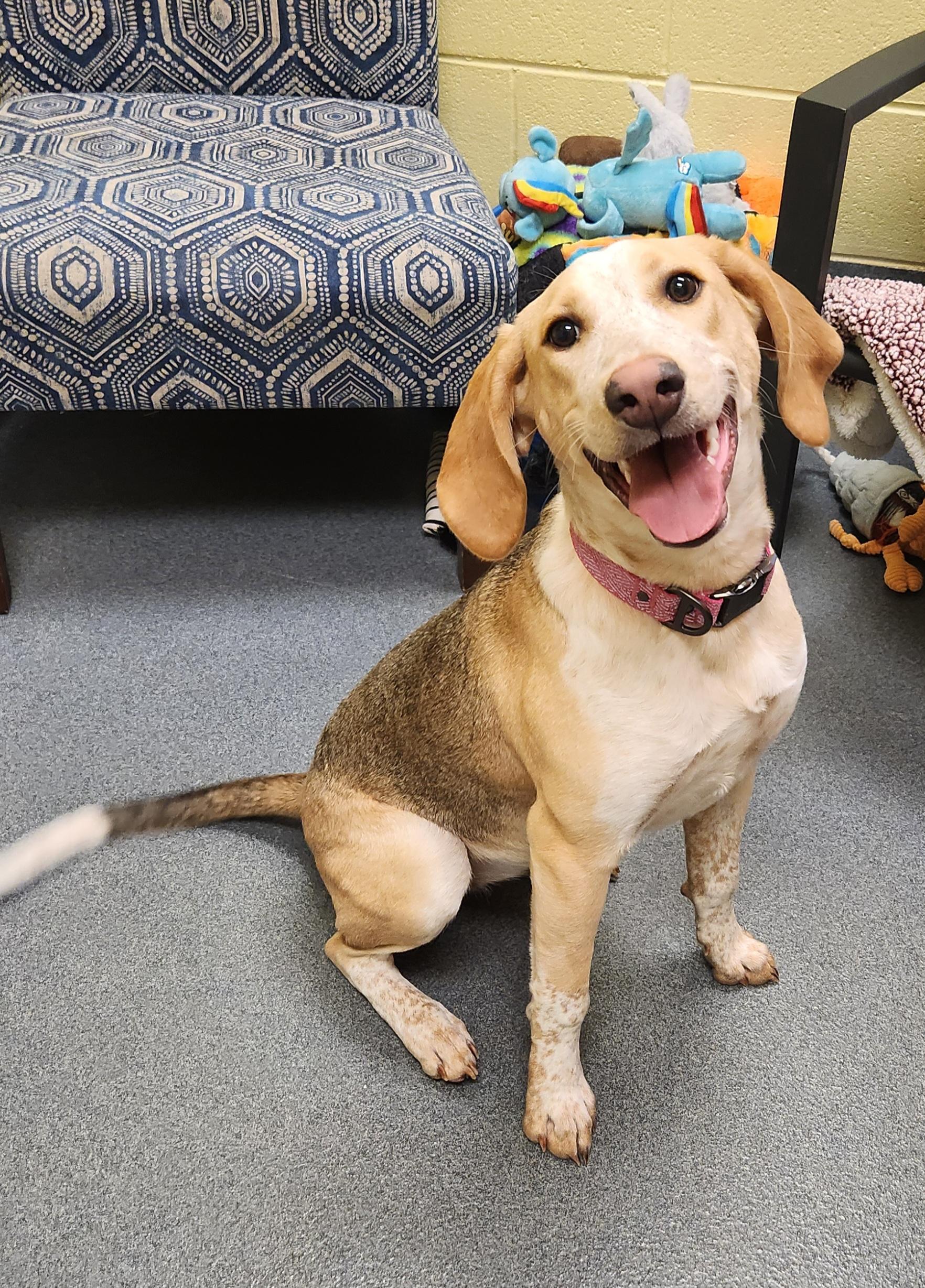 A young medium-sized female Tricolor (Brown, Black, & White) Hound dog named Milly for adoption in Amherst, VA