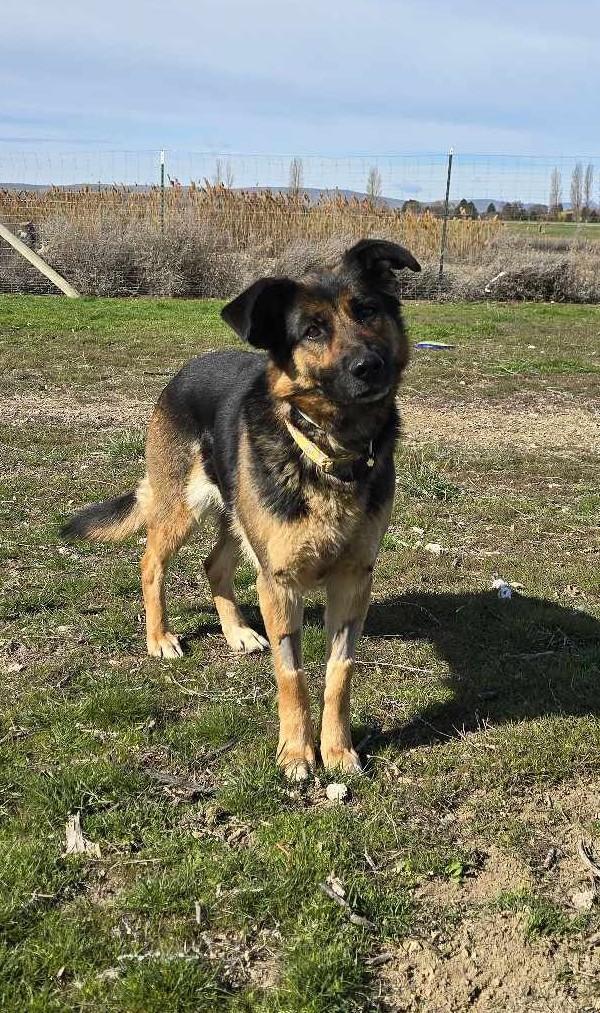 Cinnamon Swirl: Ridge Dog