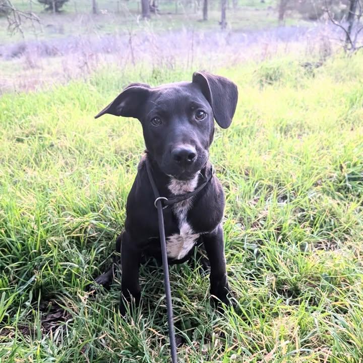 Oreo Courtesy Listing