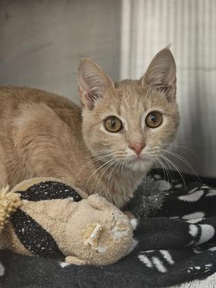 A baby small-sized male Domestic Short Hair cat named Halsin for adoption in Atlanta, GA