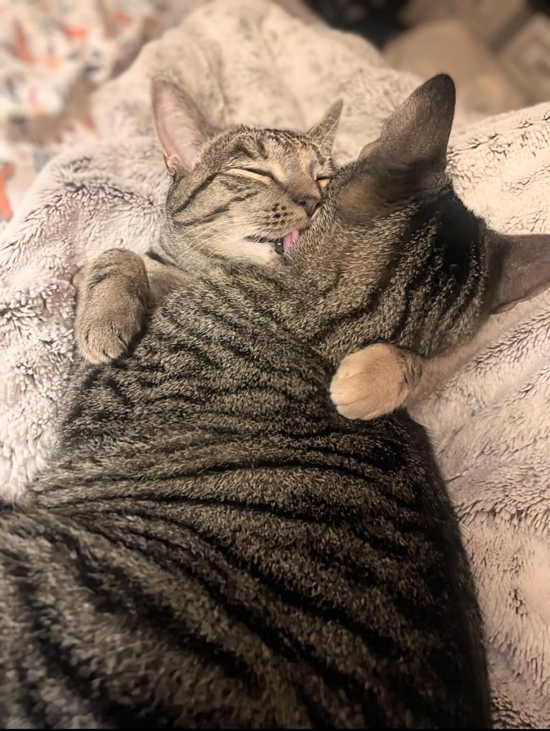 Princess Mononoke & Howl