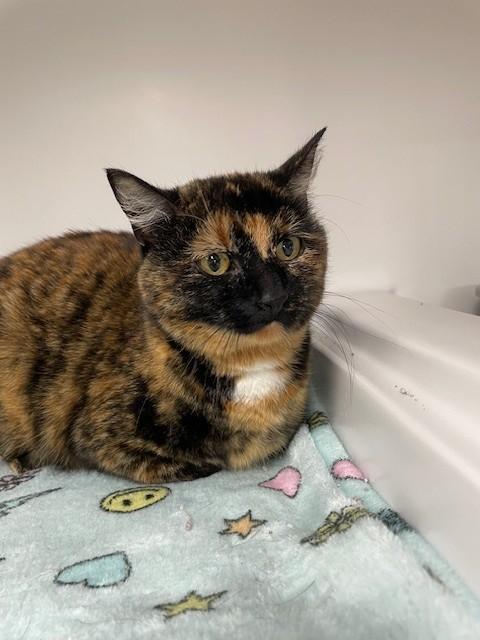 An adult medium-sized female Tortoiseshell Domestic Short Hair cat named Gypsy Toes for adoption in Hayward, WI