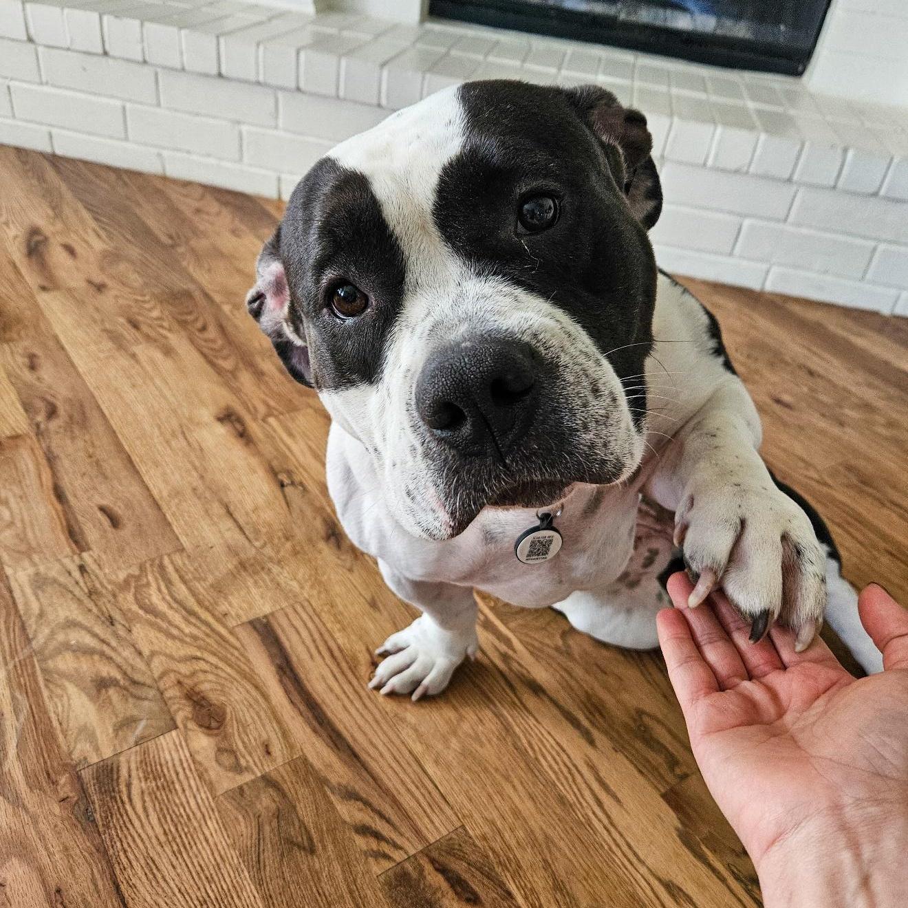 An adult large-sized female Bicolor American Bully dog named Lola for adoption in Haslet, TX