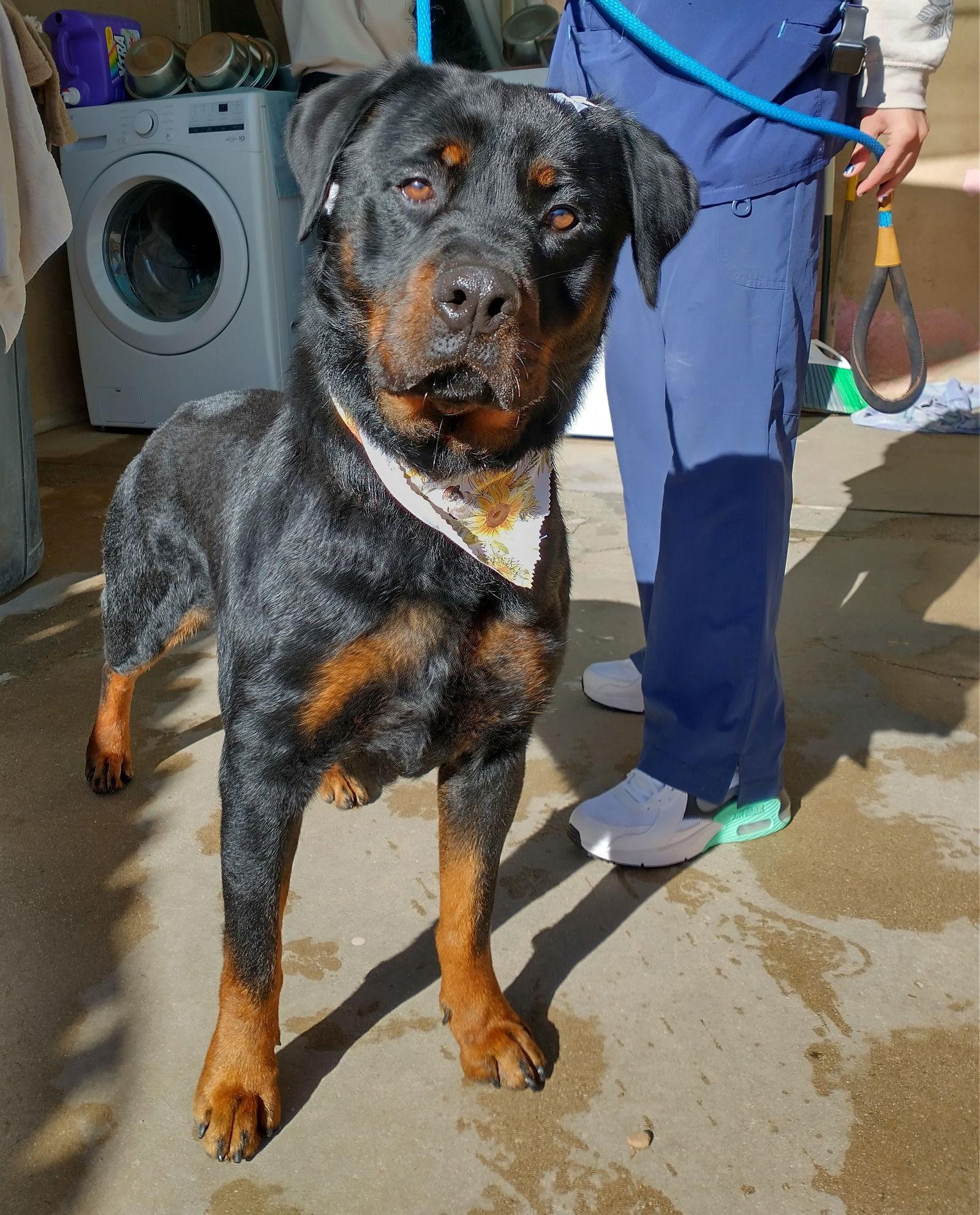 Cielita Fabulous Companion