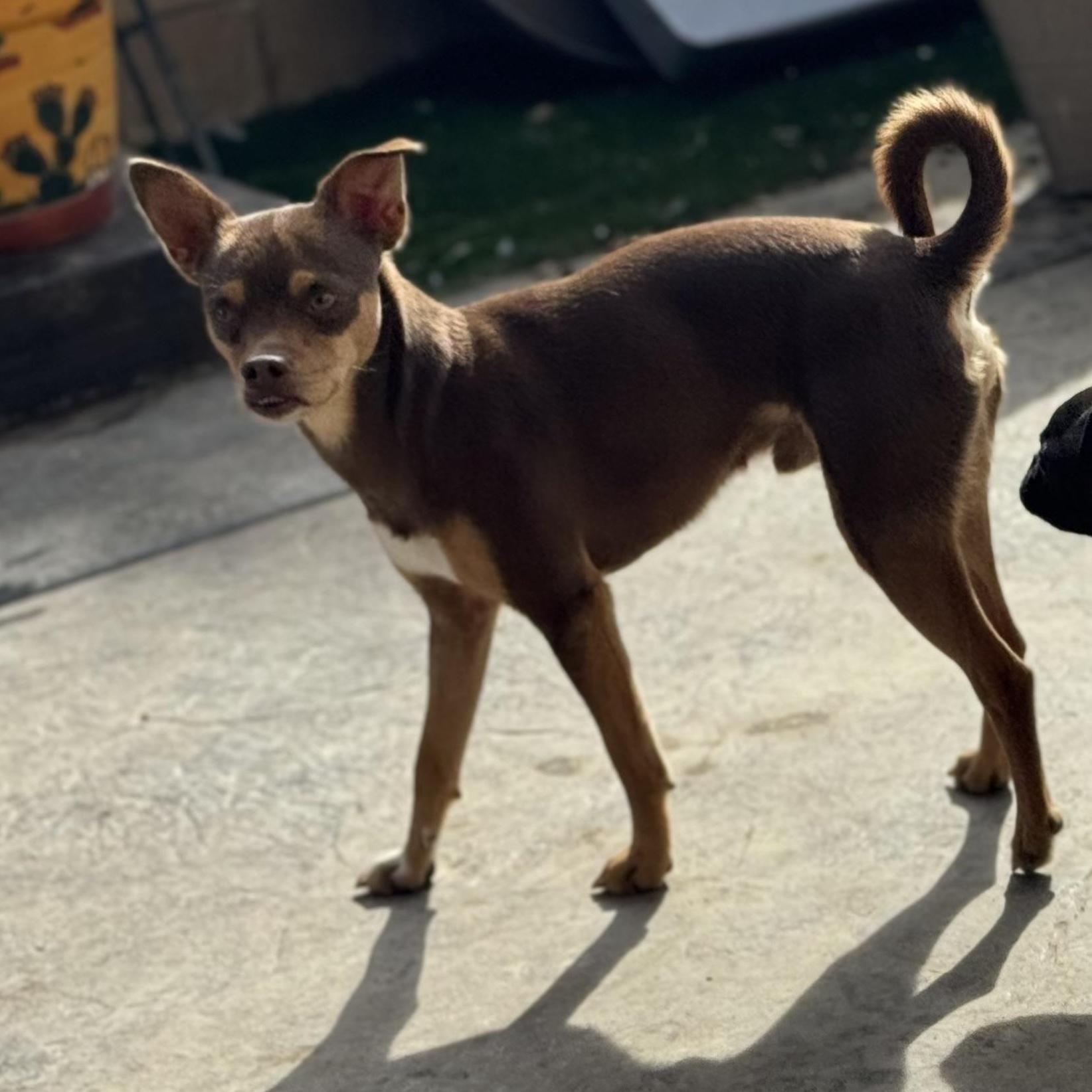 Mr. Gentle Pinto Bean