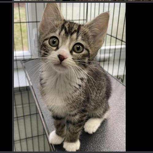 A baby small-sized female Brown / Chocolate Domestic Short Hair cat named Sparkle In Nokesville for adoption in Alexandria, VA