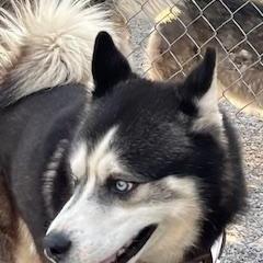 An adult medium-sized male Siberian Husky dog named Tank for adoption in Sumter, SC