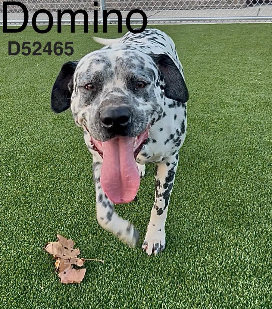 Domino