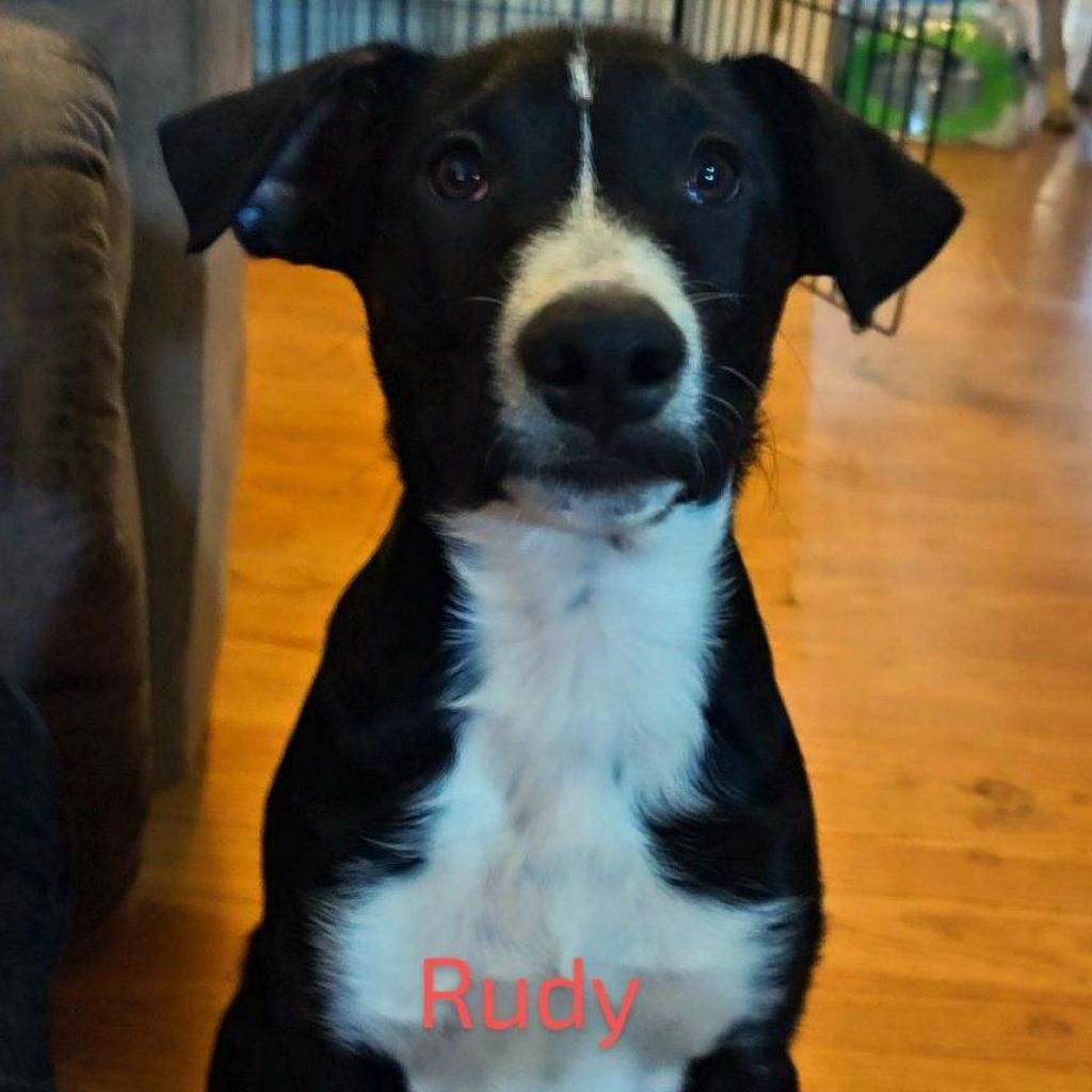 Rudy