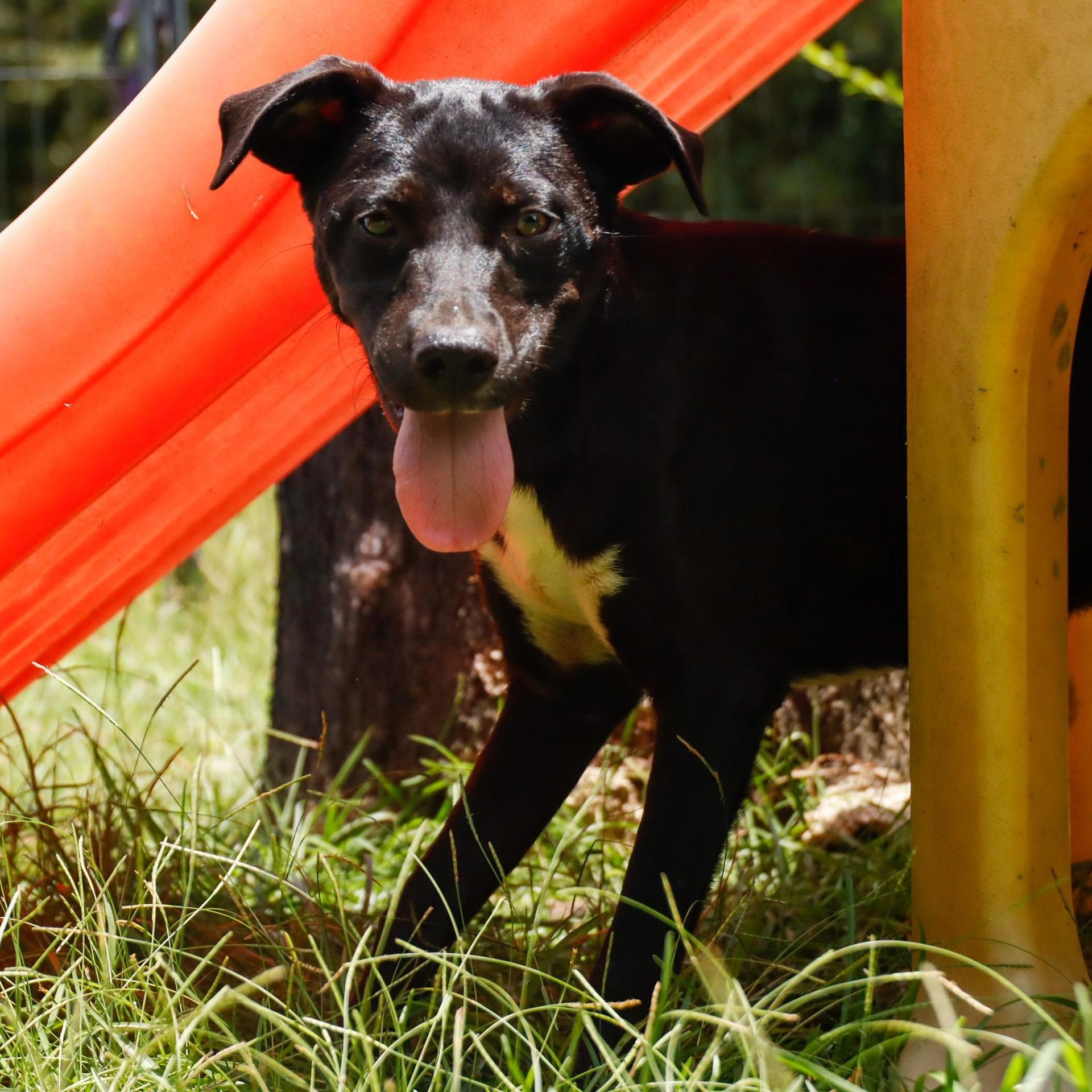 A young medium-sized female Labrador Retriever dog named Ellie for adoption in Fosters, AL