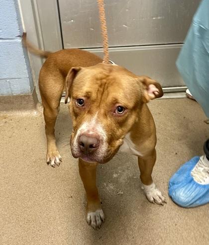 An adult large-sized male Mixed Breed dog named December for adoption in Chamblee, GA