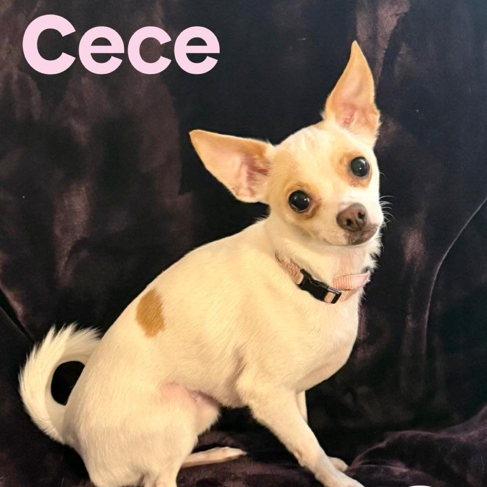 Cece