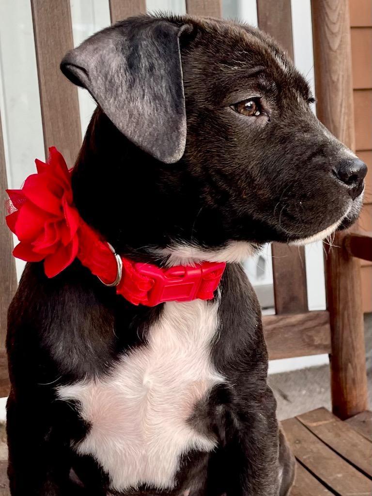 Brooke Puppy New England