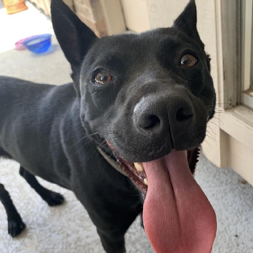 A young medium-sized female Black German Shepherd Dog dog named Miss Luna for adoption in Spring, TX