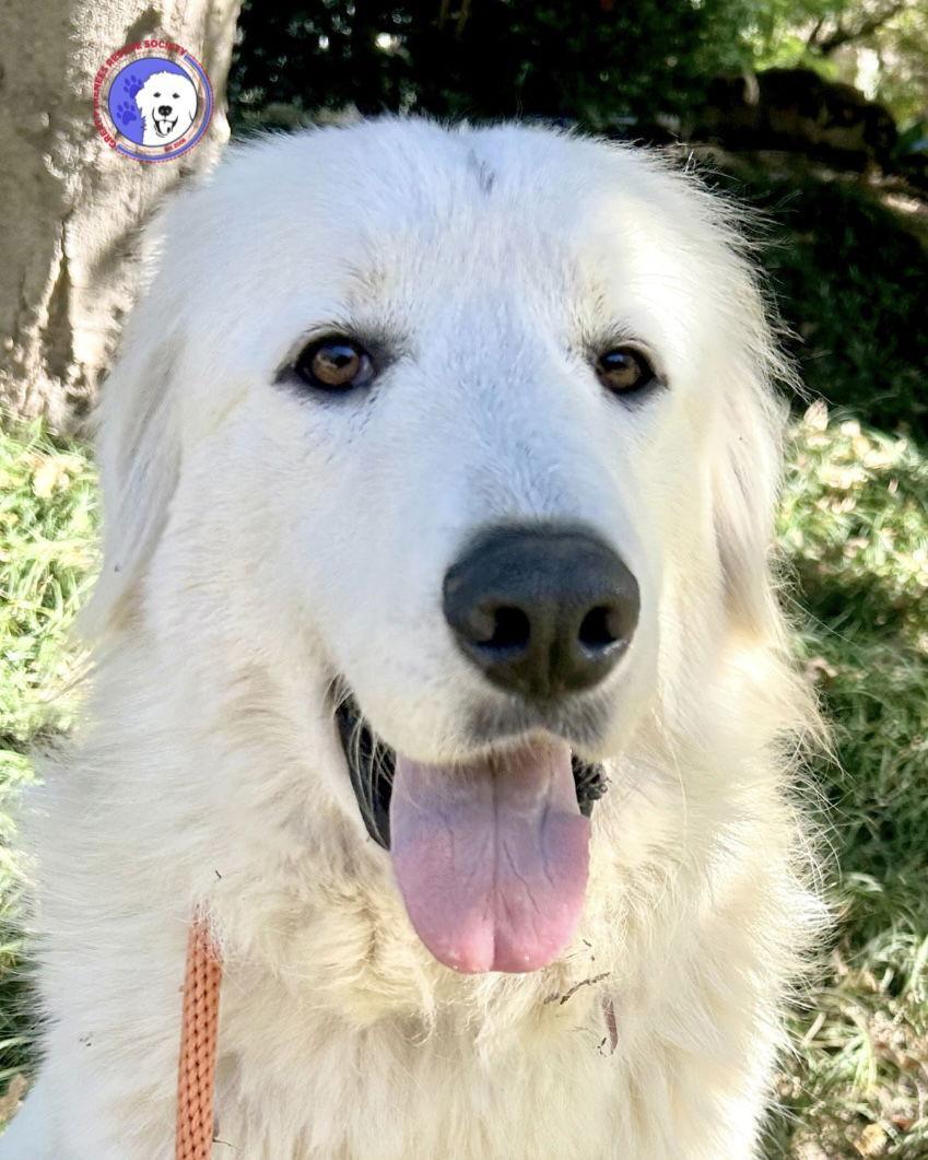 A young large-sized female White / Cream Great Pyrenees dog named Posie for adoption in Spring, TX