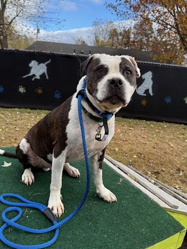 An adult medium-sized male Pit Bull Terrier dog named Tank for adoption in Kingston, NY